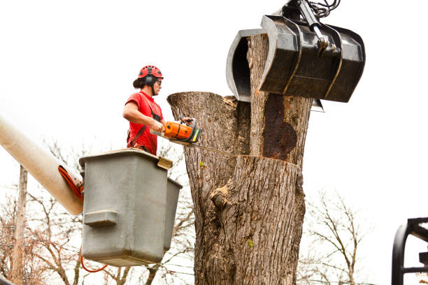 Reliable Ledgewood, NJ Tree Care Solutions